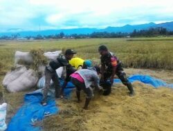 Babinsa Lakukan Pendampingan agar Petani Sejahtera