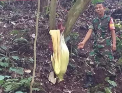 Masyarakat Kudu Gantiang Temukan Bunga Bangkai
