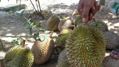 Durian Dimakan Kera dan Tupai, Petani Bungtekab Pasrah