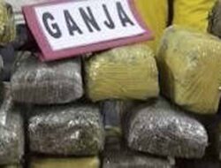Amakankan 19 Kilogram Ganja, Begini Aksi Polisi di Pasaman