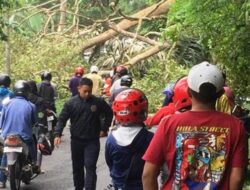Pohon Tumbang Tutup Akses di Matur
