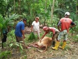 Harimau Masuk Kampung, Warga Agam Diminta Waspada