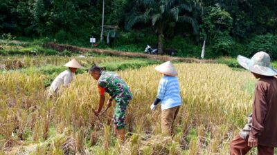 Keltan Bunga Seroja Panen, Babinsa Beri Pendampingan