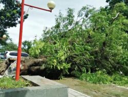 Pohon Tumbang Timpa Mobil di GOR Agus Salim