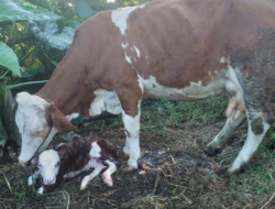 Upsus Siwab di Agam Berhasil Lahirkan 2.952 Anak Sapi