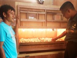 Babinsa Jalin Komsos dengan Peternak Penetasan Telur