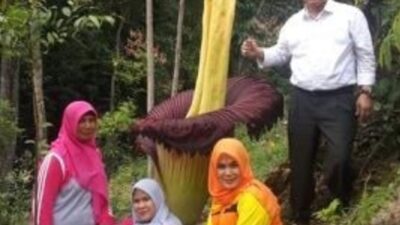 Bunga Bangkai Setinggi Hampir 3 Meter Mekar di Agam