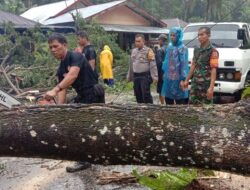Jalan di Padang Alai Dibersihkan dari Pohon Tumbang