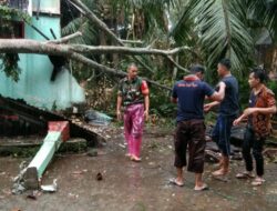Pohon Tumbang Timpa Rumah Warga di Korong Kiambang