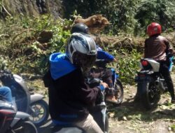 Pohon Tumbang di Singgalang Kariang, Padang – Bukittinggi Putus 1 Jam Lebih