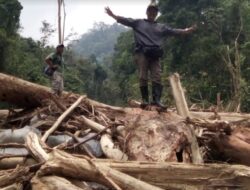 Pemicu Banjir di Sitalang dan Batu Kambing Akibat Penebangan Liar