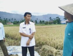 Pemkab Agam Pastikan Pasokan Beras Dari Petani Lokal, Aman
