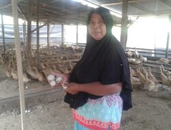 Beternak Itik, Anis tak Ambil Pusing dengan Korona