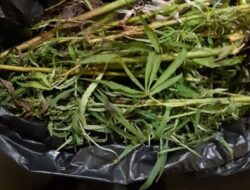 Kementan Tetapkan Ganja dalam Daftar Komoditas Tanaman Obat Binaan