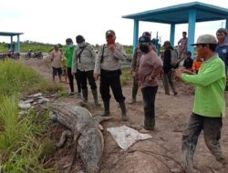 Mangsa Nelayan, Seekor Buaya Ditangkap Warga