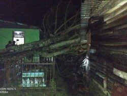 Hujan Deras dan Angin Kencang Landa Solok, Rumah Kontrakan Janda Ditimpa Pohon