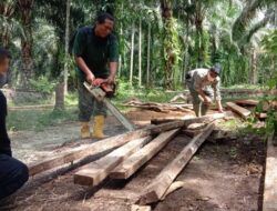 37 Batang Kayu Hasil Pembalakan Liar Ditemukan BKSDA Agam
