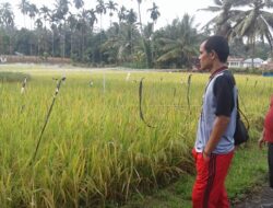 Optimisme di Tengah Wabah, Padi Masak Jaguang Maupiah