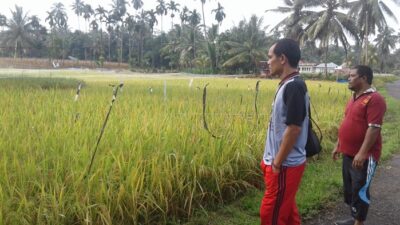 Produksi Padi di Agam pada 2023 Turun