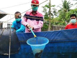 Penuhi Gizi Masyarakat, Walikota Pariaman Lepas Bibit Ikan