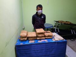 Bawa 60 Paket Ganja, Pemuda 50 Kota Diamankan Polres Pasaman