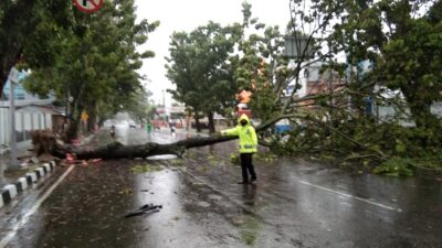 Hujan Angin Landa Padang, Hati-hati Ada Pohon Tumbang