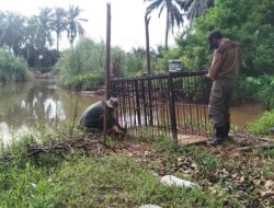 BKSDA Hentikan Sementara Evakuasi Buaya di Agam