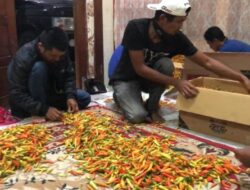 Sukses dengan Daun Bawang, Herry Supriana Kini Kembangkan Budi Daya Lado Kutu