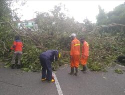 Angin Kencang, Pohon Tumbang di Bukik Kanduang Padang Panjang