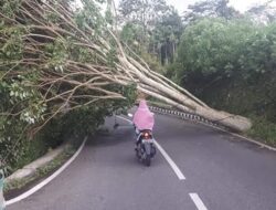 Angin Kencang di Padang Panjang, Pohon Tumbang di Dua Lokasi