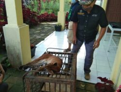 Ini Analisa Awal Penyebab Kematian Kucing Emas di Bukittinggi