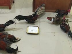 Sedang Asik Mengadu Ayam, Pemilik Arena dan Juragan Ayam Aduan Diamankan Tim Polres Pessel