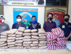 Polres Pasaman Amankan 52 Paket Besar Ganja, Pelaku Warga Palembang