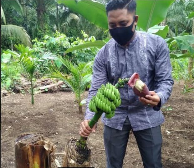 Berbuah kali dua pisang kampong Movie Kampong