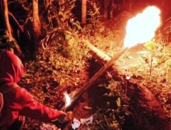 BKSDA Agam Usir Harimau Sumatera Menjauh dari Kediaman Warga