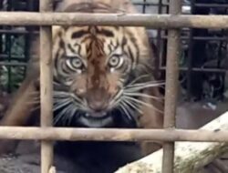 Harimau Betina Masuk Perangkap BKSDA di Solok