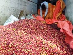 Petani Kopi di Sawahlunto Butuh Mesin Pengolah