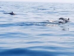 Ingin Menyaksikan Atraksi Lumba-lumba dengan Bebas? Datanglah ke Pulau Pandan