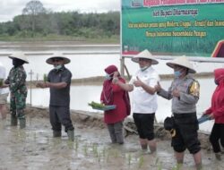 Turun ke Sawah, Bupati dan DPRD Dharmasraya Perkuat  Ketahanan Pangan