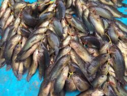 Ikan Puyu Langka di Sumbar, Ribuan Bibit Pun Ditebar