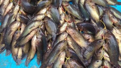 Ikan Puyu Langka di Sumbar, Ribuan Bibit Pun Ditebar
