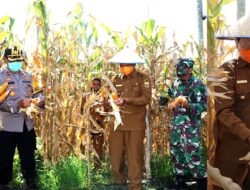 Panen Raya Nusantara, Bukti Produktifitas Masyarakat Selama Pandemi Corona di Pariaman