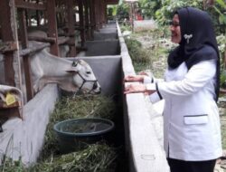 Jelang Idul Adha 1441, Dinas Peternakan Limapuluh Kota akan Mendatangi Penjual Hewan Kurban