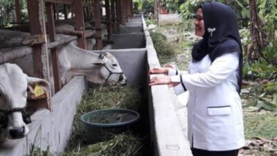 Jelang Idul Adha 1441, Dinas Peternakan Limapuluh Kota akan Mendatangi Penjual Hewan Kurban
