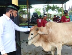 Idul Adha 1441 Hijriah, Polresta Padang Sembelih Empat Ekor Sapi