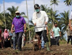 Selain Peternakan, BUMDes Citra Mandiri Kampung Tangah Bertanam Jagung
