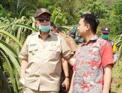 Perkebunan Buah Naga dan Limapuluh Kota Berpotensi untuk Dikembangkan