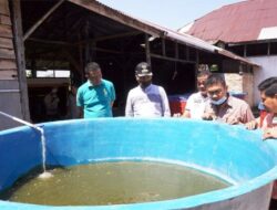 Warga Cubadak Aie Budidayakan Lele dan Buat Pelet Ikan