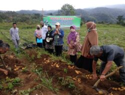 Atasi Ketersediaan Benih Kentang, BPTP Sumbar Produksi Benih Bersertifikat