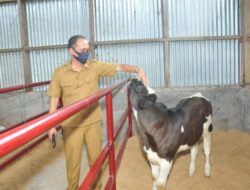 Perternakan Sapi Moosa Edufarm Kini Hadir di Solok